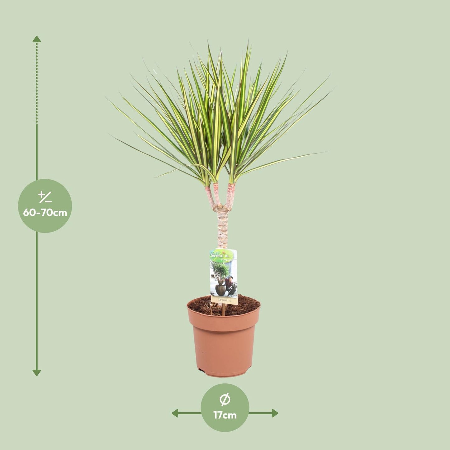 Dracaena Sunray Enkele Stam - Hoogte 65-75 - Ø17cm - ↕65cm