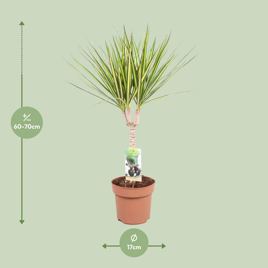 Dracaena Sunray Enkele Stam - Hoogte 65-75 - Ø17cm - ↕65cm