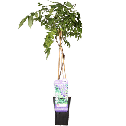 Wisteria sinensis 'Prolific' - Glyzinie - Ø15cm - ↕65cm
