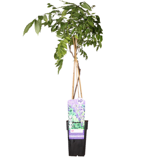 Wisteria sinensis 'Prolific' - Glyzinie - Ø15cm - ↕65cm