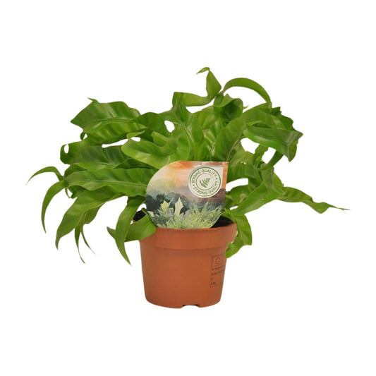 Asplenium Hurricane - Ø12cm - ↕30cm