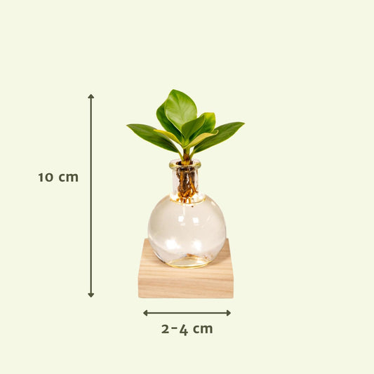 Clusia in Samoa glas met LED verlichting - Ø4cm - ↕10cm