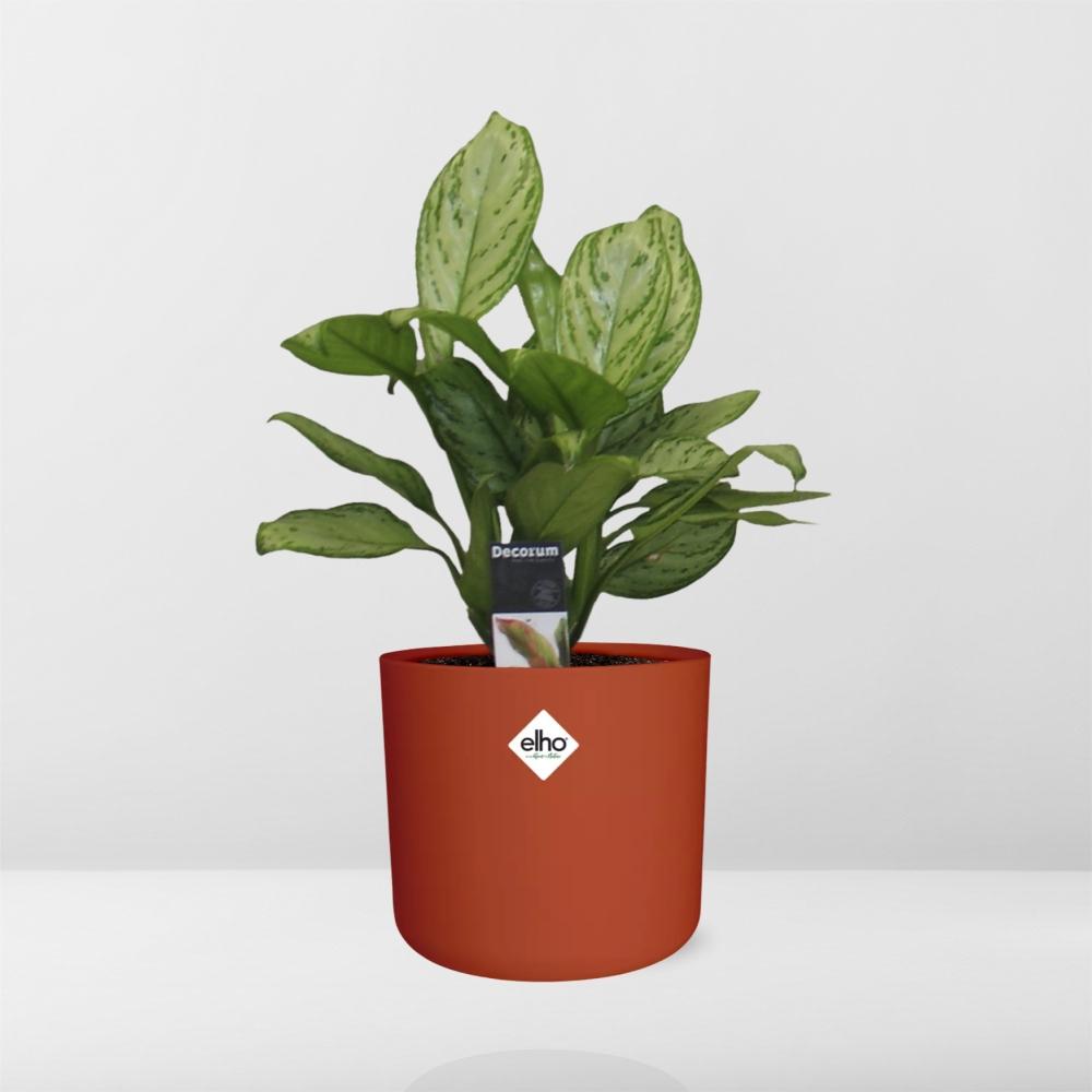 Aglaonema Christina in ELHO b.for soft rond 14cm brique