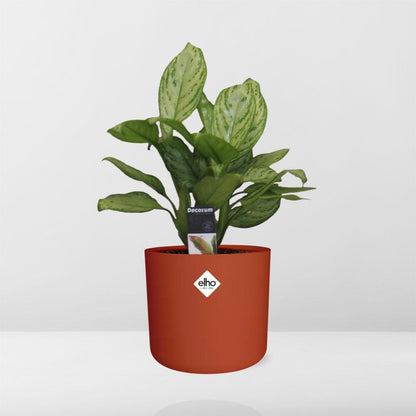 Aglaonema Christina in ELHO b.for soft rond 14cm brique