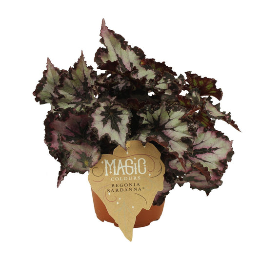 Begonia Rex Silver Limbo - Ø12cm - ↕25cm