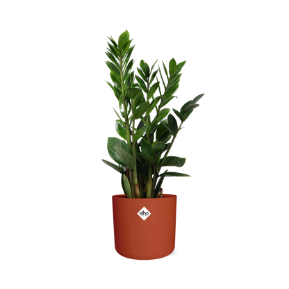 Zamioculcas – Hoogte 45-50 in ELHO b.for soft rond 14cm brique