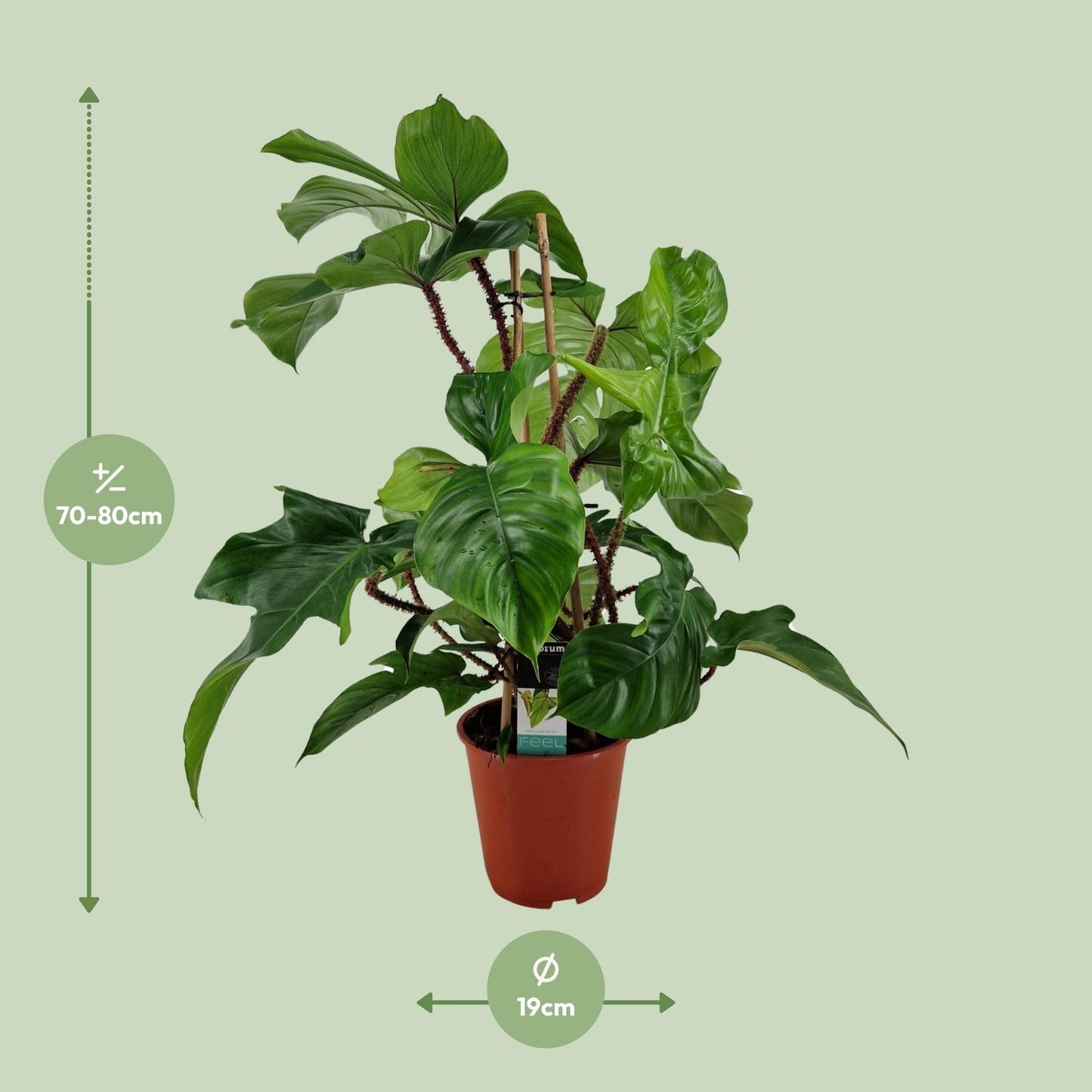 Philodendron Squamiferum - Ø19cm - ↕75cm