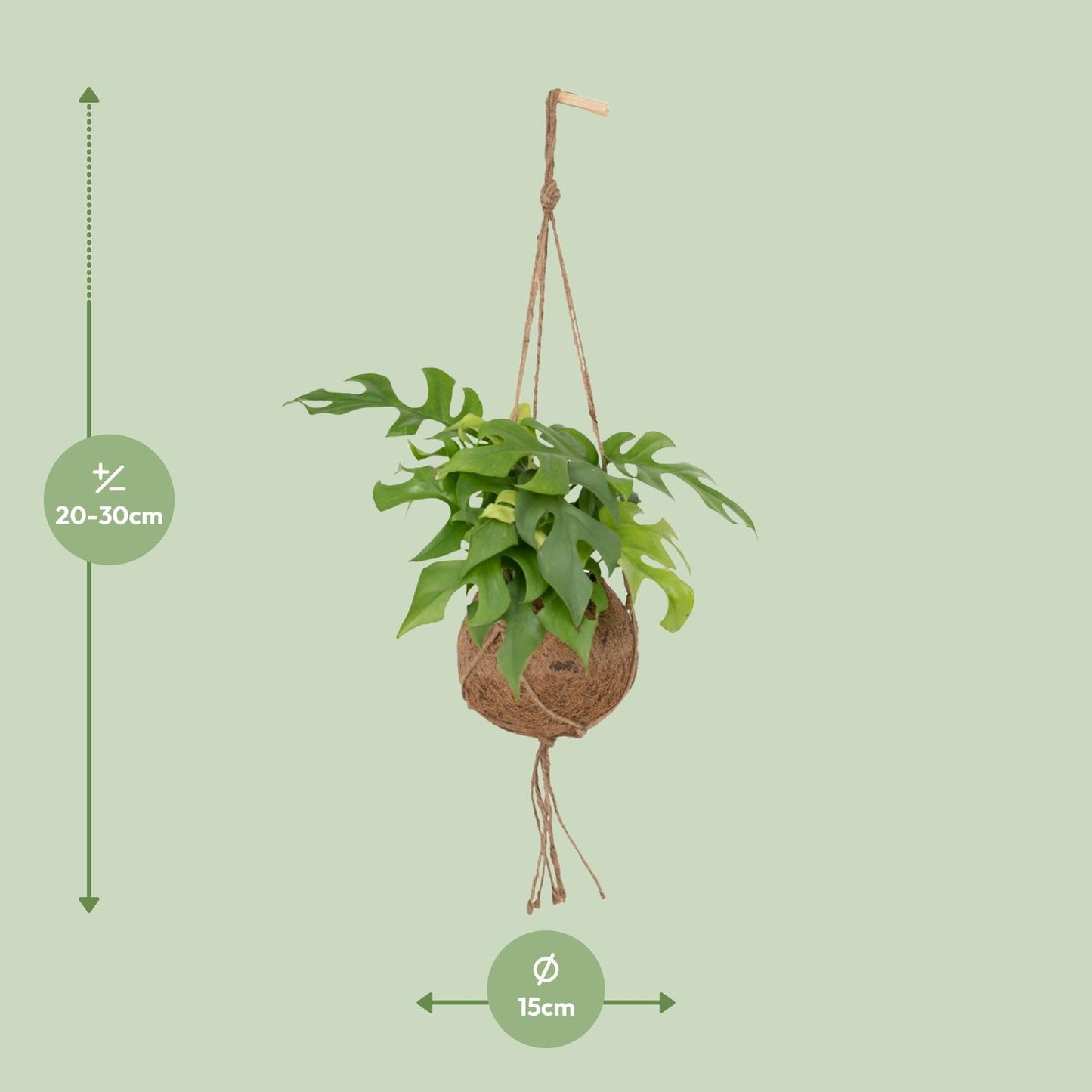 Kokodama Monstera Minima - Lochpflanze - Ø15cm - ↕25cm