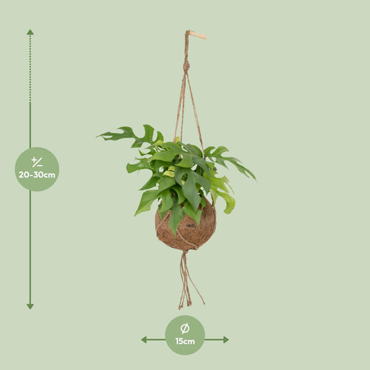 Kokodama Monstera Minima - Lochpflanze - Ø15cm - ↕25cm