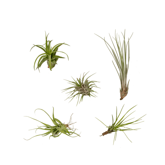 Everspring - Tillandsia Air mix - 5 StÃ¼ck - 6 cm - ø6