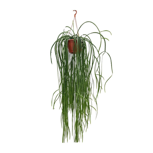Lepismium Bolivianum - Ø20cm - ↕70cm