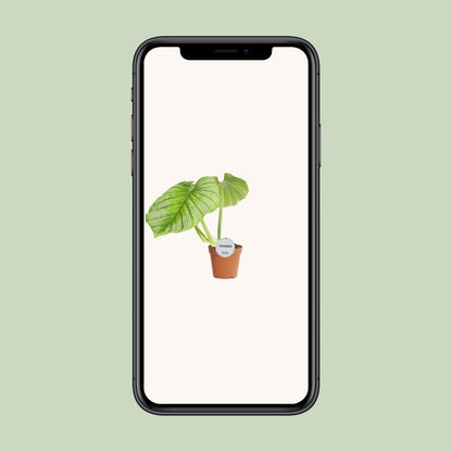 Philodendron Mamei - Ø15cm - ↕50cm