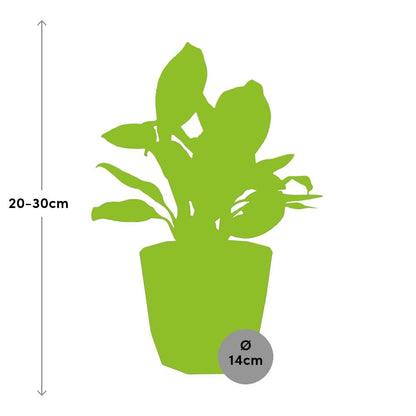 Aglaonema Christina in 14cm b.for rock living black