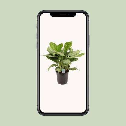 Green Agla 'Silver Bay' (Aglaonema)