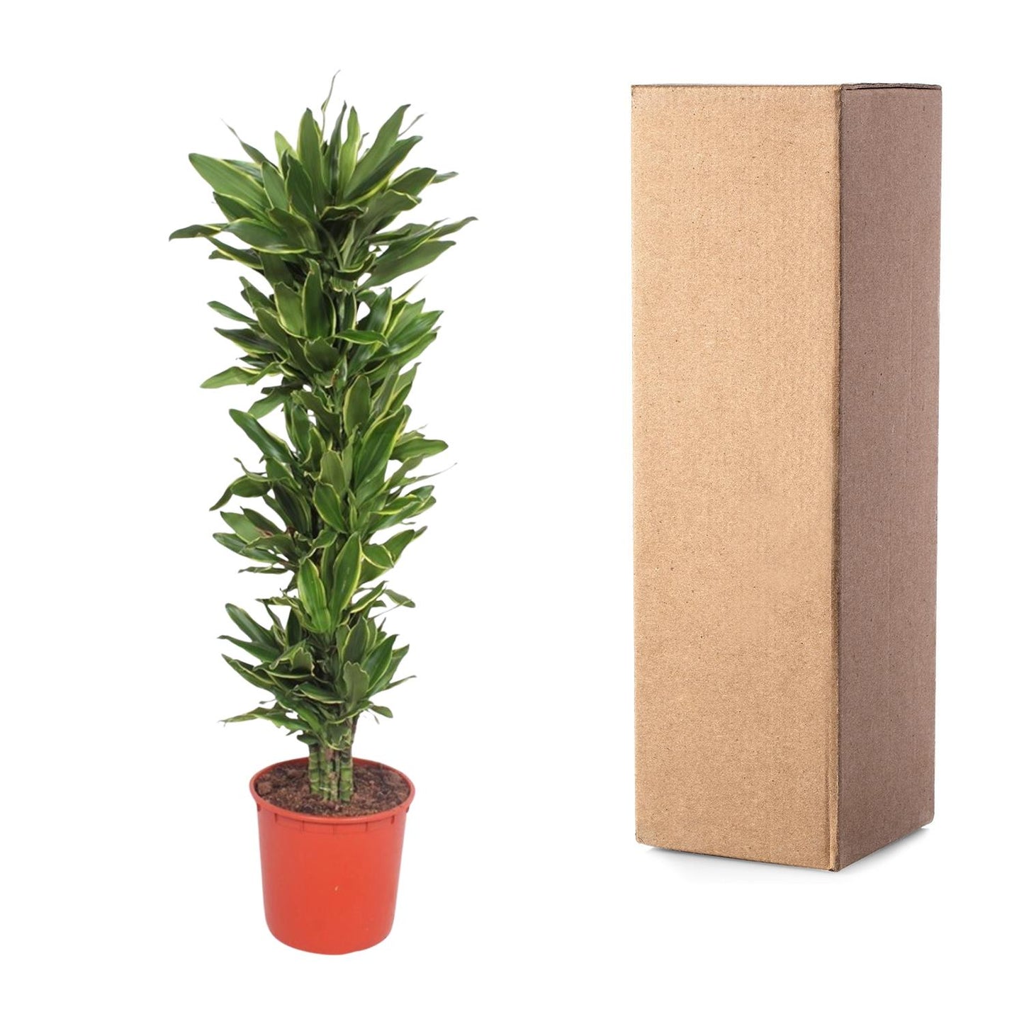 Drachenbaum Golden Coast – 200 cm – Tropische Eleganz