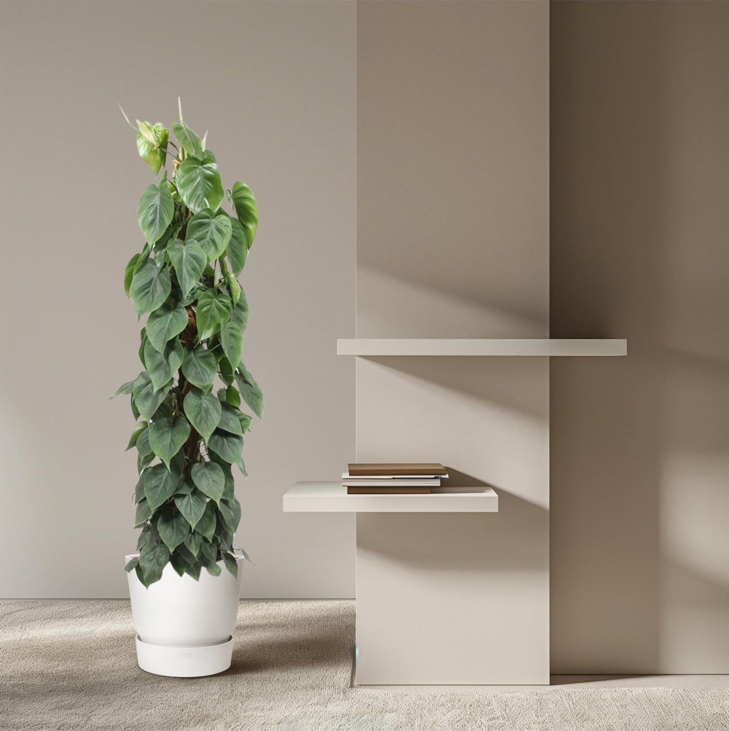 Kletter-Philodendron am Moosstab – 150 cm grüne Zimmerpflanze