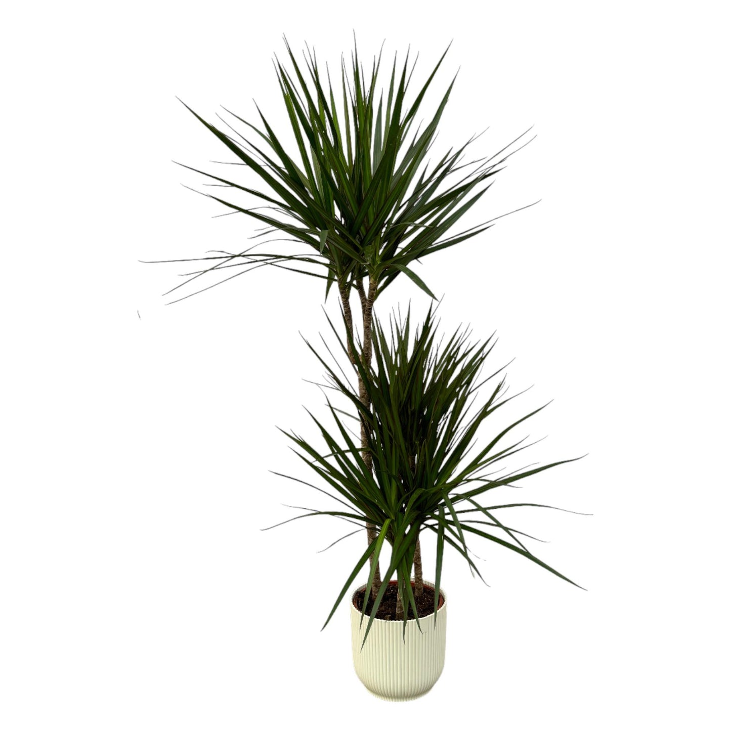 Drachenbaum Marginata 120 cm – Exotische, pflegeleichte Zimmerpflanze mit Topf