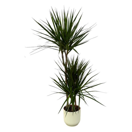 Drachenbaum Marginata 120 cm – Exotische, pflegeleichte Zimmerpflanze mit Topf