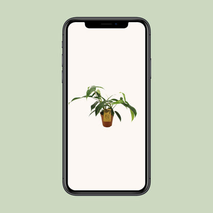 Philodendron 69686 "bette waterbury" - Ø15cm - ↕50cm