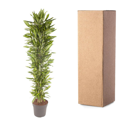 Drachenbaum Cintho – 210 cm pflegeleichte Zimmerpflanze