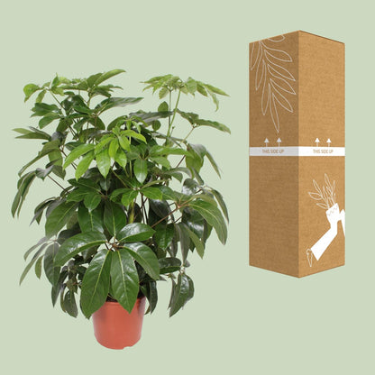 Schefflera Actinophylla Amate - Ø30cm - ↕120cm