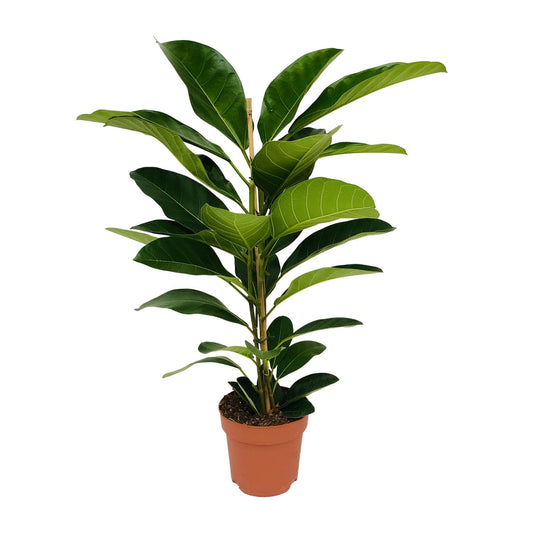 Ficus Benghalensis Roy - Ø21cm - ↕90cm