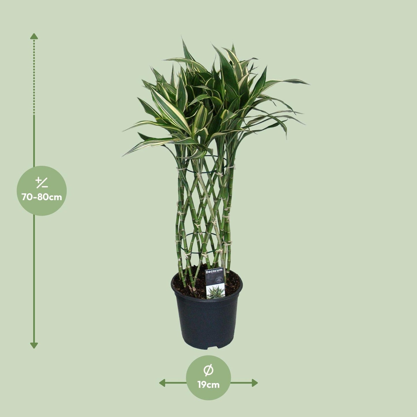 Dracaena Godsefiana - Ø19cm - ↕75cm