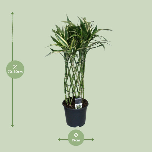 Dracaena Godsefiana - Ø19cm - ↕75cm