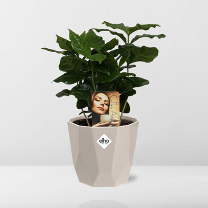 Coffea Arabica in ELHO b.for rock 14 cm warm grey