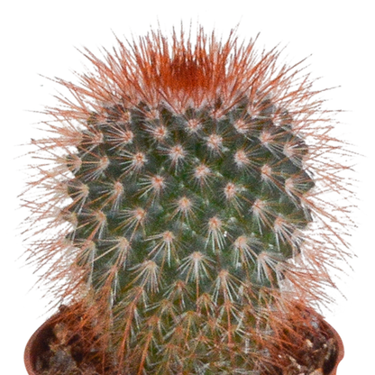 Kakteenmischung 5,5 cm - 10x - zonder pot