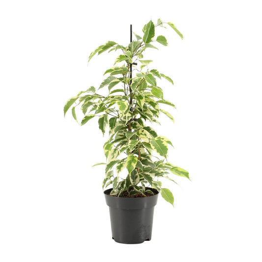 Ficus Benjamina Samantha - Ø14cm - ↕55cm