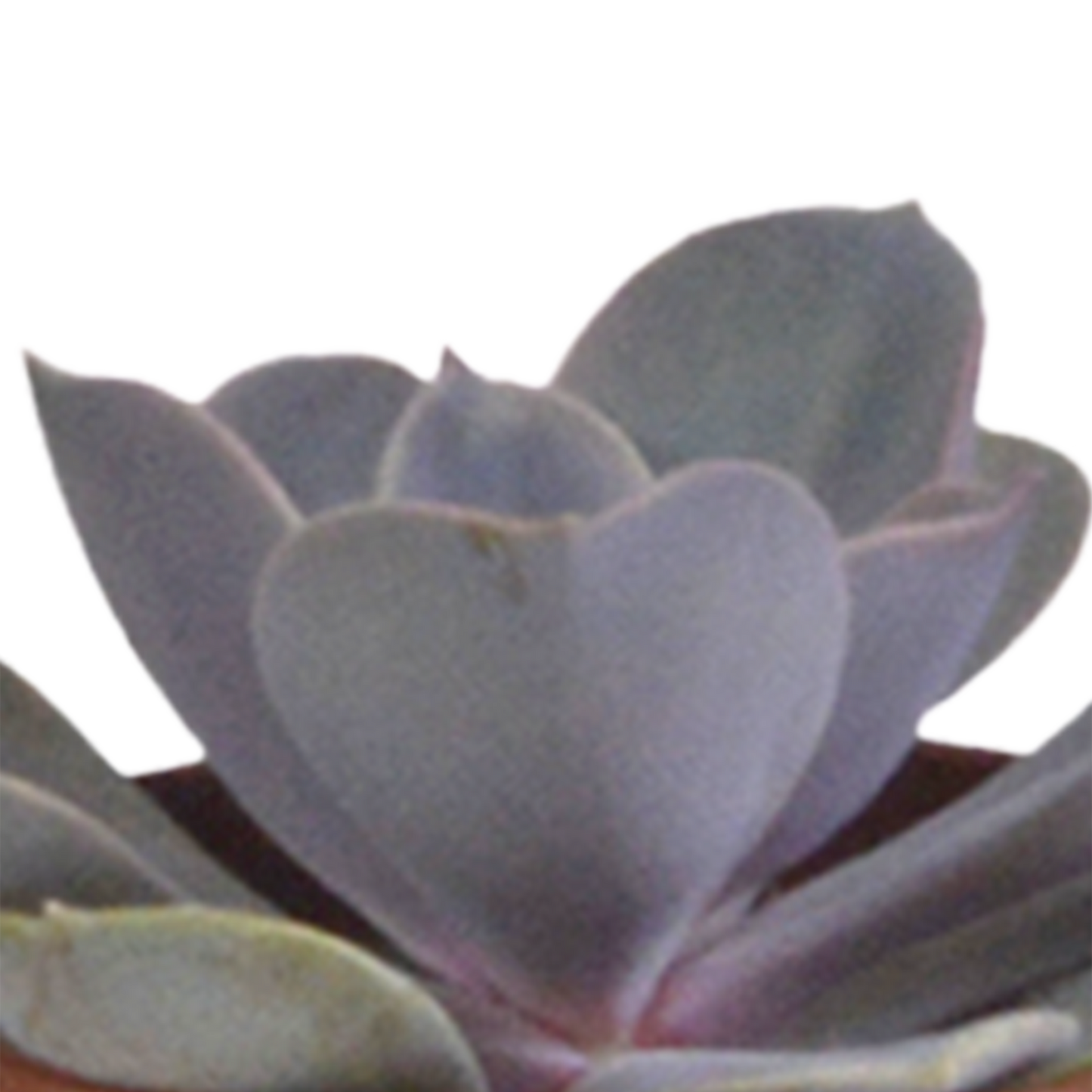 Vetplanten-Mischung 5,5 cm - 5x - in witte pot