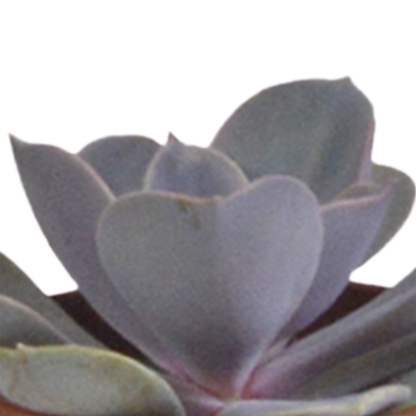 Vetplanten-Mischung 5,5 cm - 5x - in witte pot