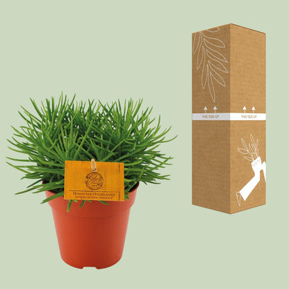 Senecio Himalaya - Ø12cm - ↕20cm