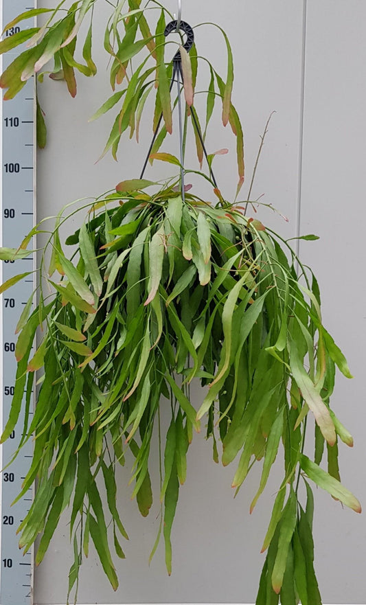 Rhipsalis Red Coral 25cm - Ø25cm - ↕60cm