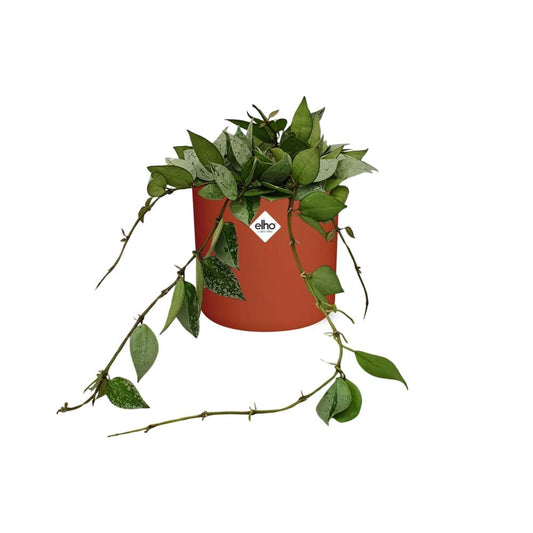 Hoya Krohniana Eskimo in ELHO b.for soft rond 14cm brique