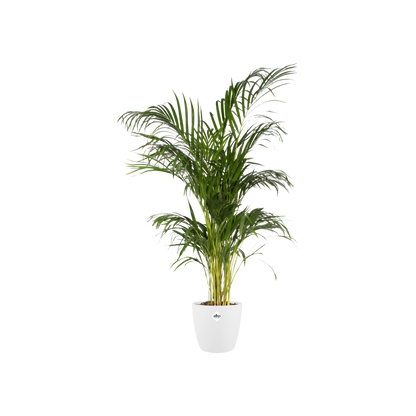 Elho Brussels Round Pflanztopf Weiß Ø20cm Innen & Außen