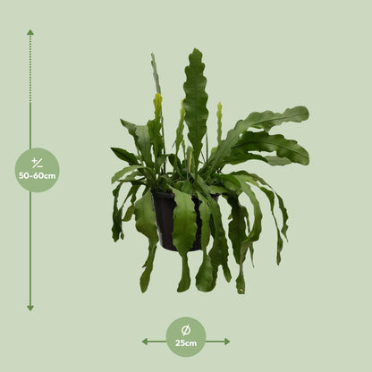 Epiphyllum Beavertale - Ø25cm - ↕60cm