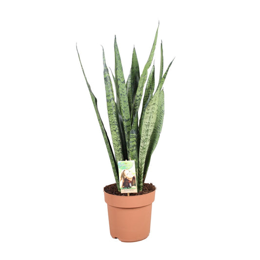 Sansevieria Zeylanica - Ø21cm - ↕75cm
