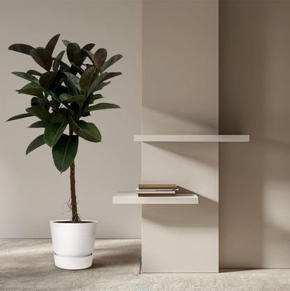 Gummibaum 'Robusta' – 140 cm pflegeleichte Zimmerpflanze