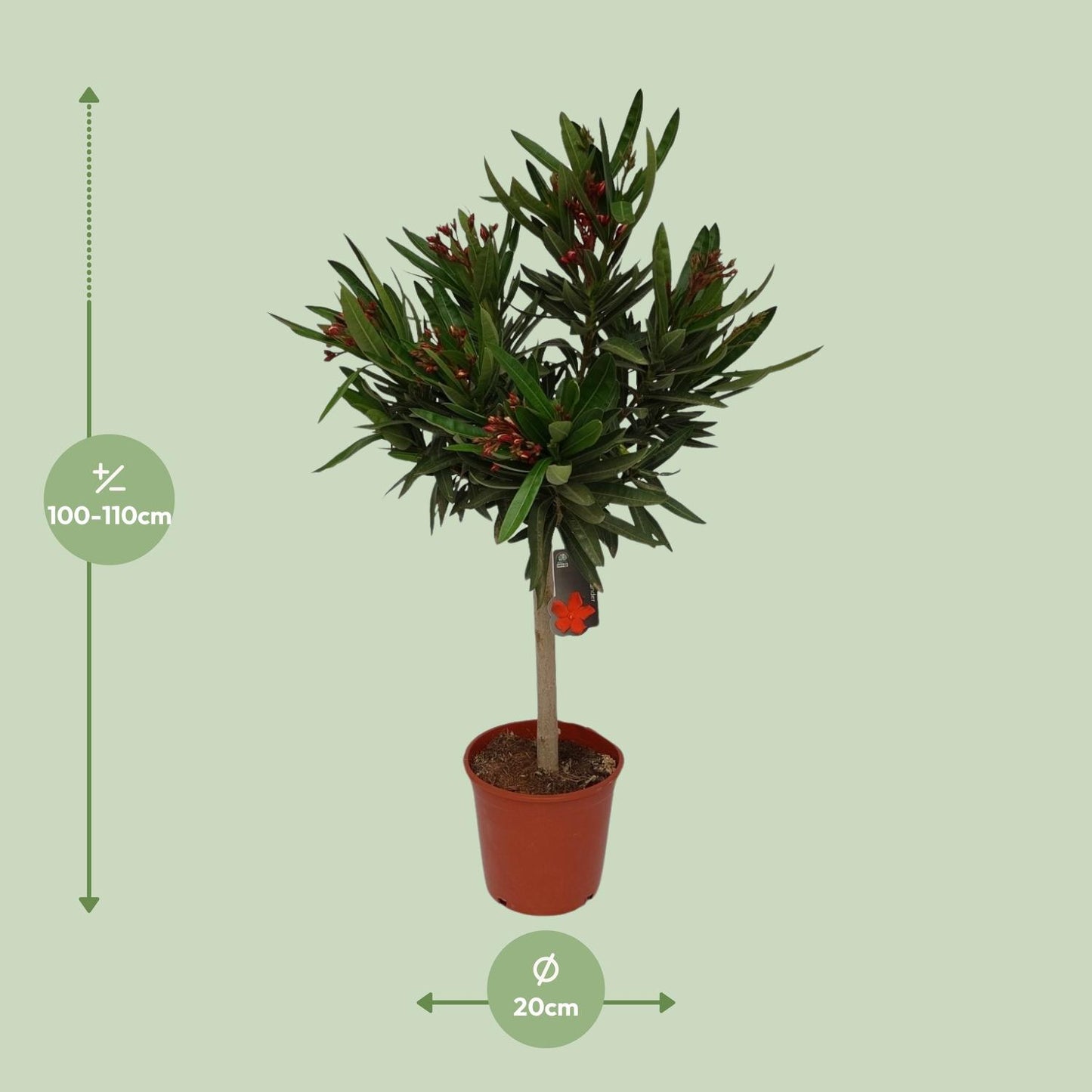 Nerium Oleander - Ø20cm - ↕110cm