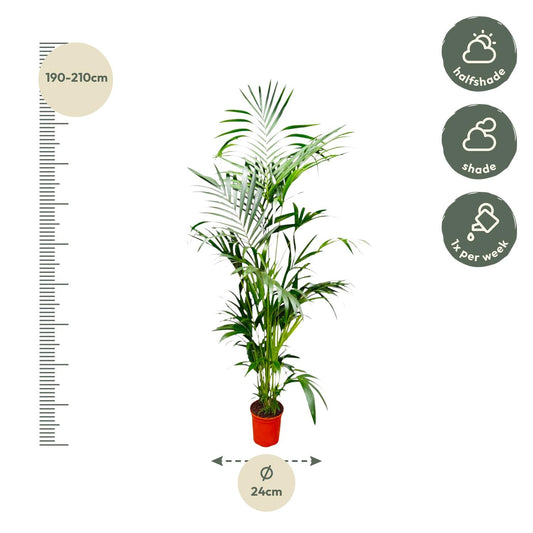 Kentia Palme 200 cm – Elegante, pflegeleichte Zimmerpflanze