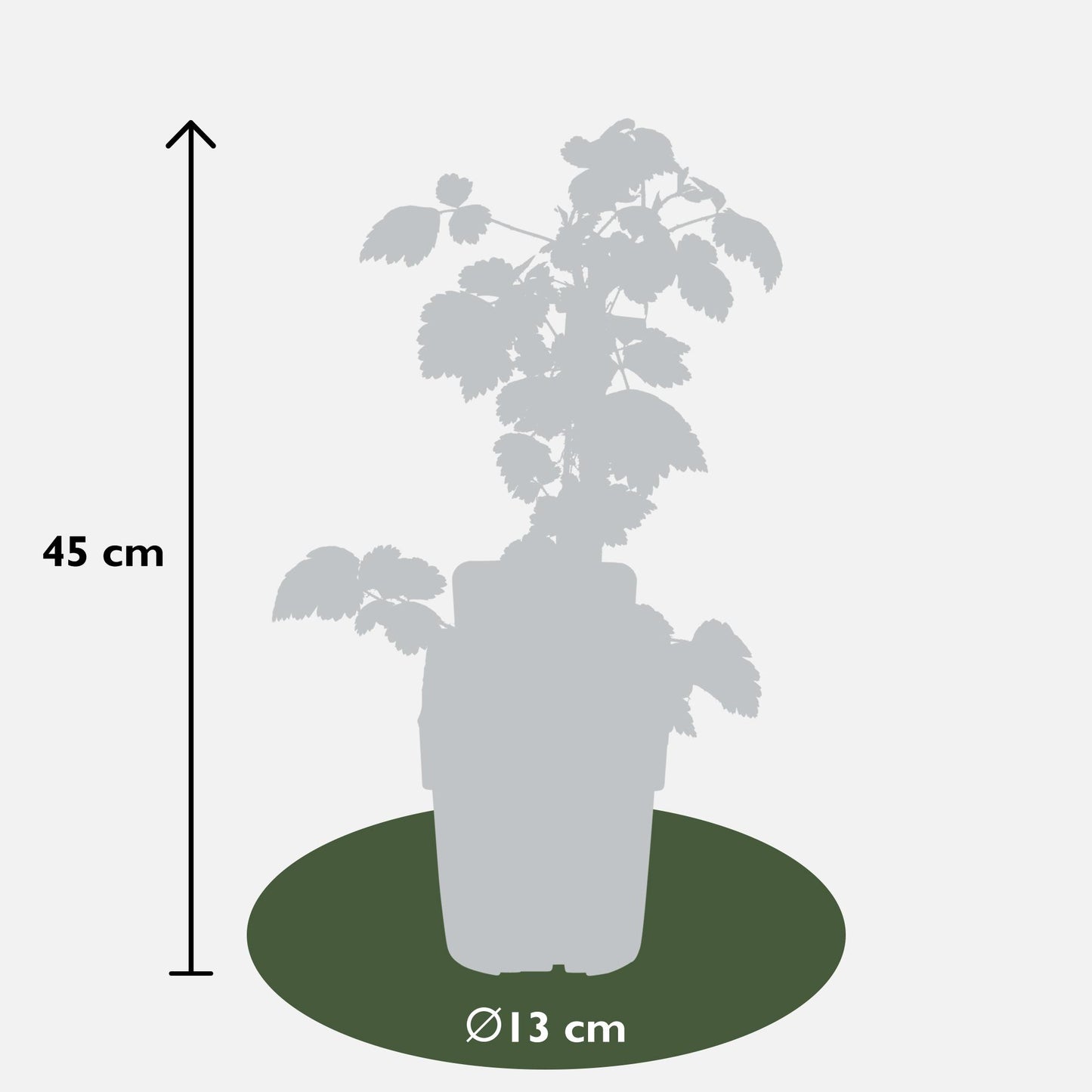 3x - Rubus mix - ↨45cm - Ø13