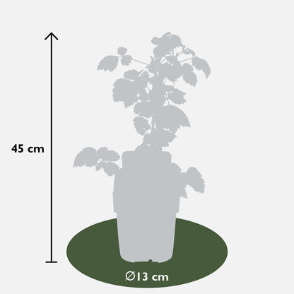3x - Rubus mix - ↨45cm - Ø13