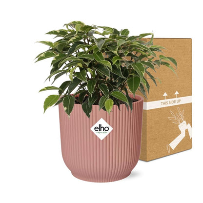 Ficus Benjamina Kinky in ELHO Vibes Fold 14cm roze