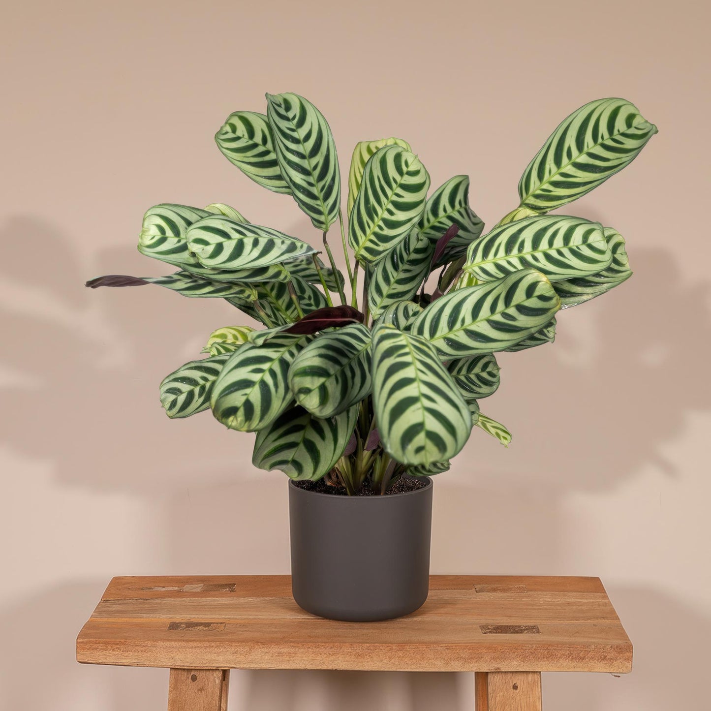Ctenanthe Amabilis - Ø14cm - ↕25cm