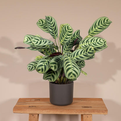 Ctenanthe Amabilis - Ø14cm - ↕25cm