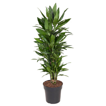 Drachenbaum Janet Lind – Stilvolle, pflegeleichte Zimmerpflanze 110 cm
