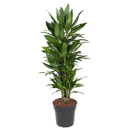 Drachenbaum Janet Lind – Stilvolle, pflegeleichte Zimmerpflanze 110 cm