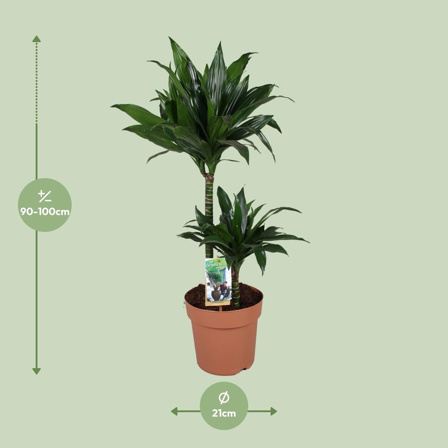 Dracaena Green Jewel 45-15 - Ø21cm - ↕100cm
